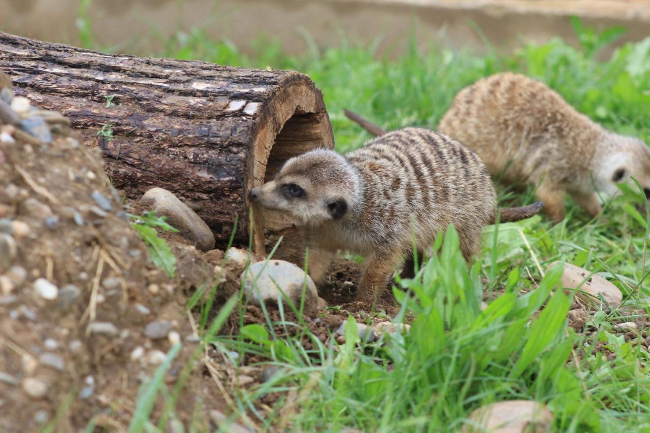 Вилла Zoopark Zelcin Мельник Экстерьер фото