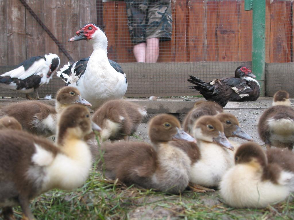 Вилла Zoopark Zelcin Мельник Экстерьер фото